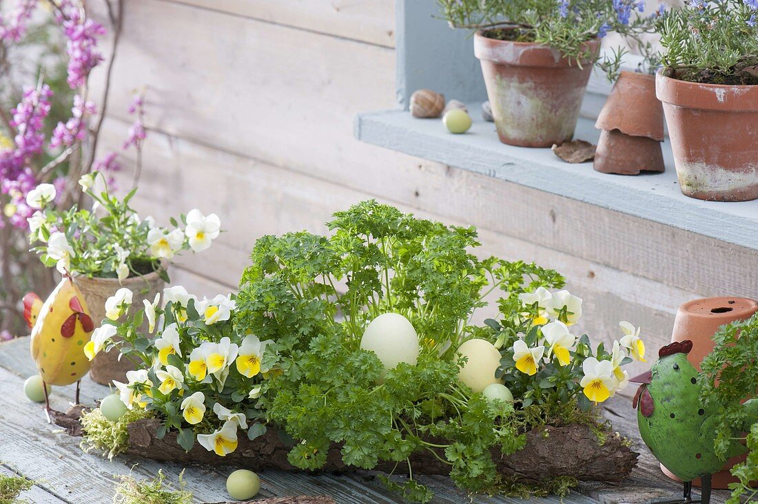 Baumrinde mit Viola cornuta 'Beacon Yellow' (Hornveilchen) und Petersilie