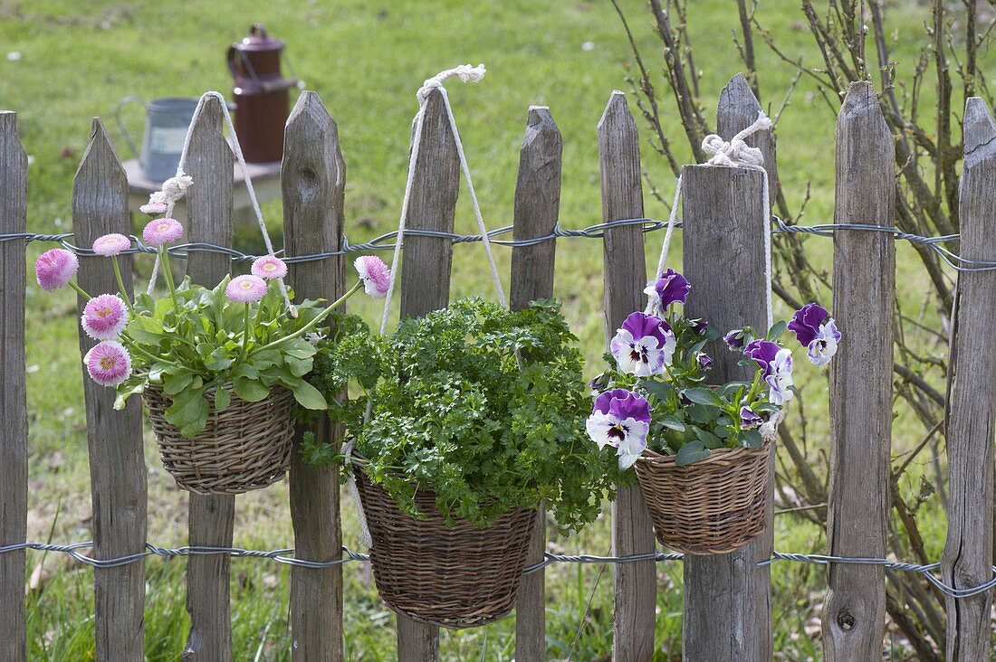 Körbchen mit Viola wittrockianan (Stiefmütterchen), Petersilie