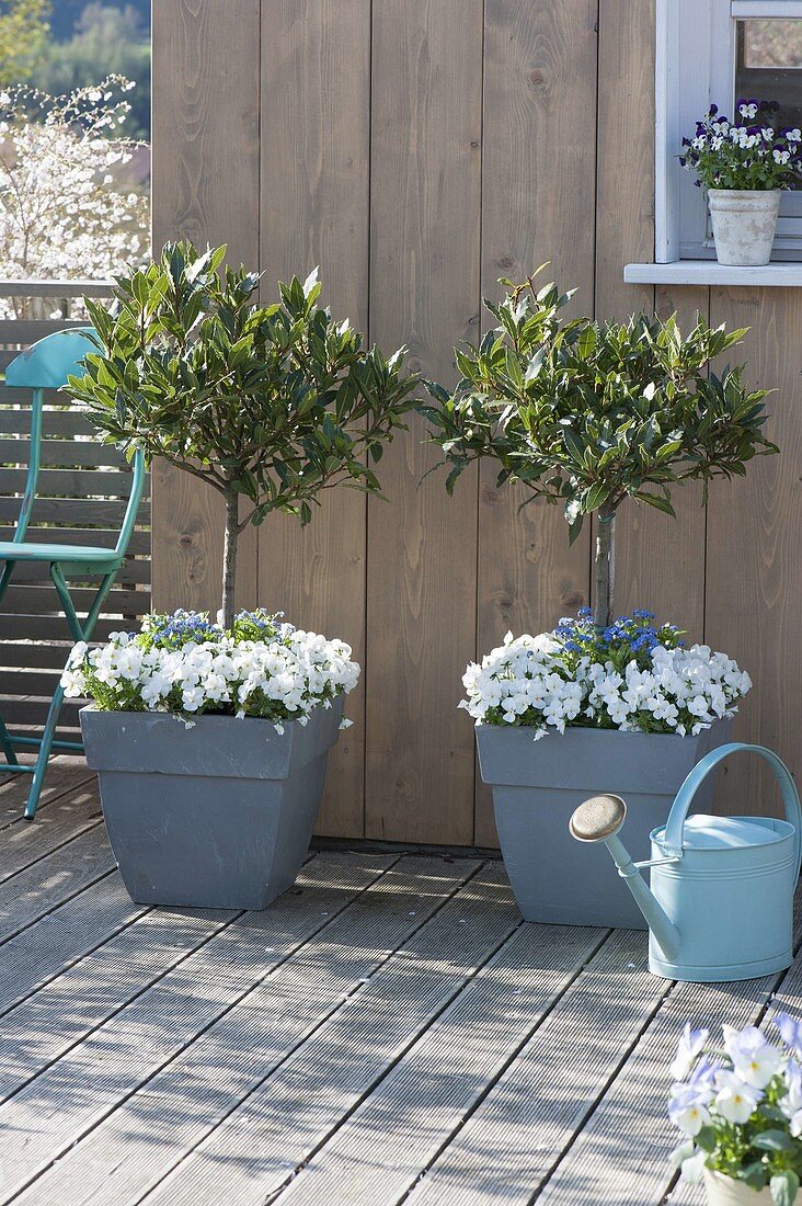 Spring terrace with gray boxes and tubs