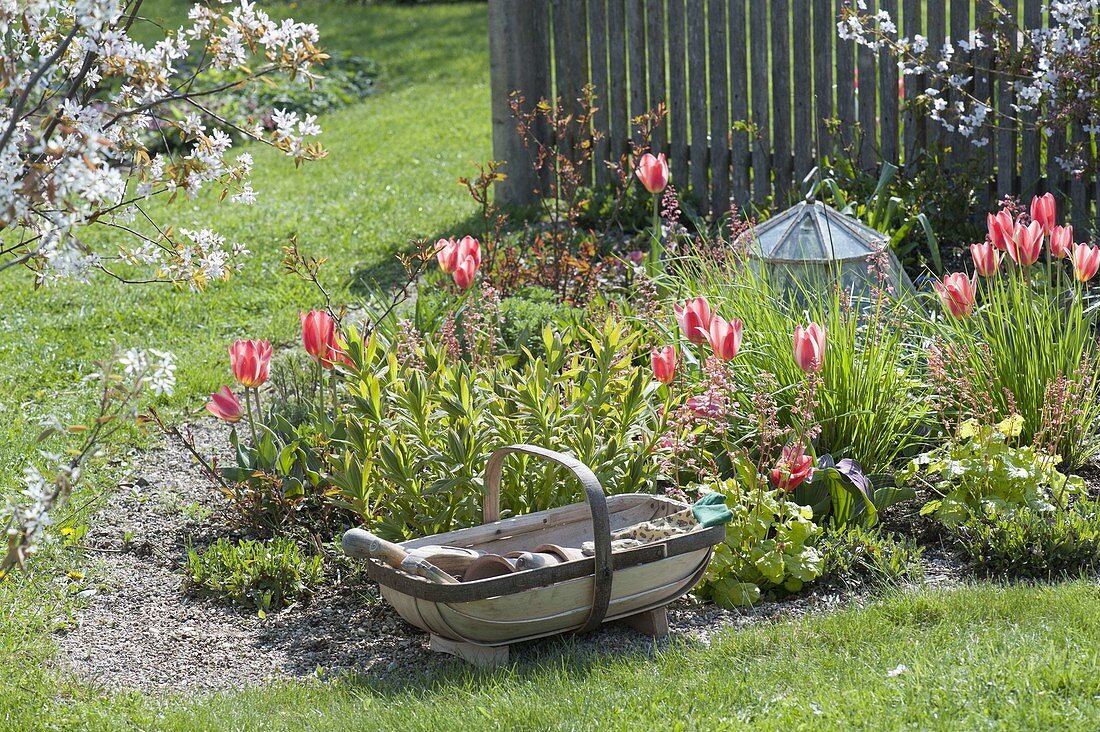 Frühlingsbeet mit Tulpen