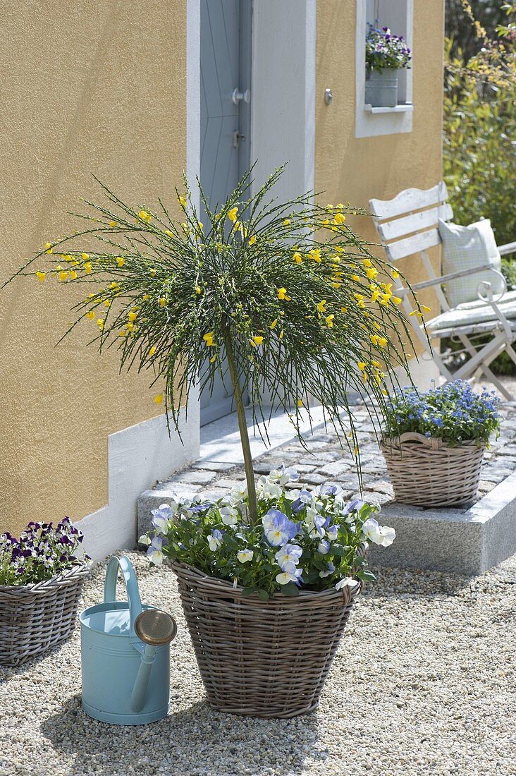 Cytisus scoparius 'Golden Tears' (Edelginster) Staemmchen