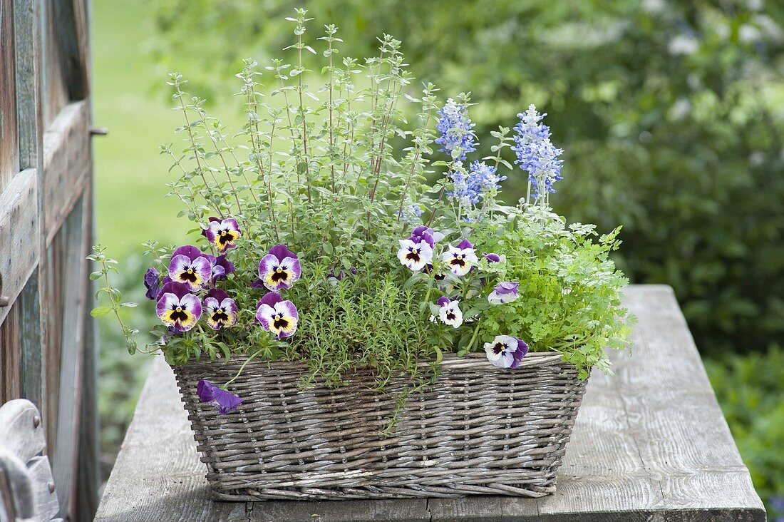 Korbkasten mit Viola wittrockiana (Stiefmütterchen), Kerbel