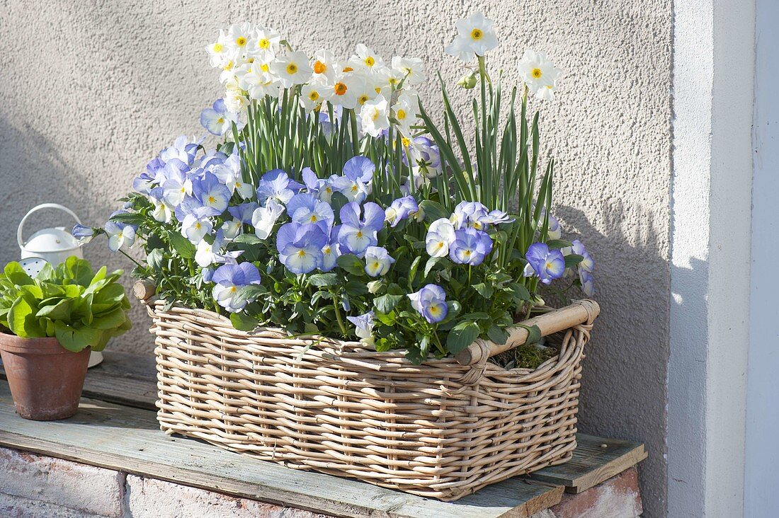 Viola cornuta 'Blue Moon' (Hornveilchen) und Narcissus