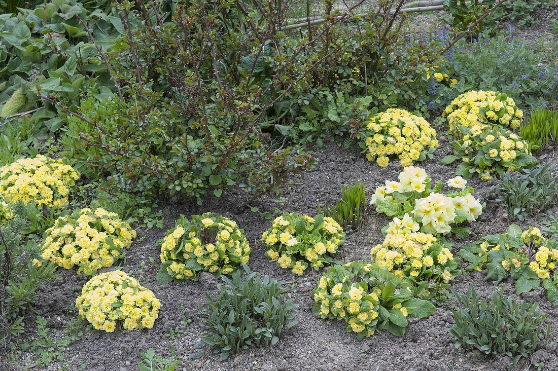 Primula Belarina 'Buttercup Yellow' (Gefuellte Primeln) im Beet