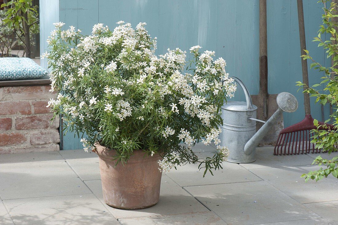 Choisya ternata 'White Dazzler' (Orangenblume)