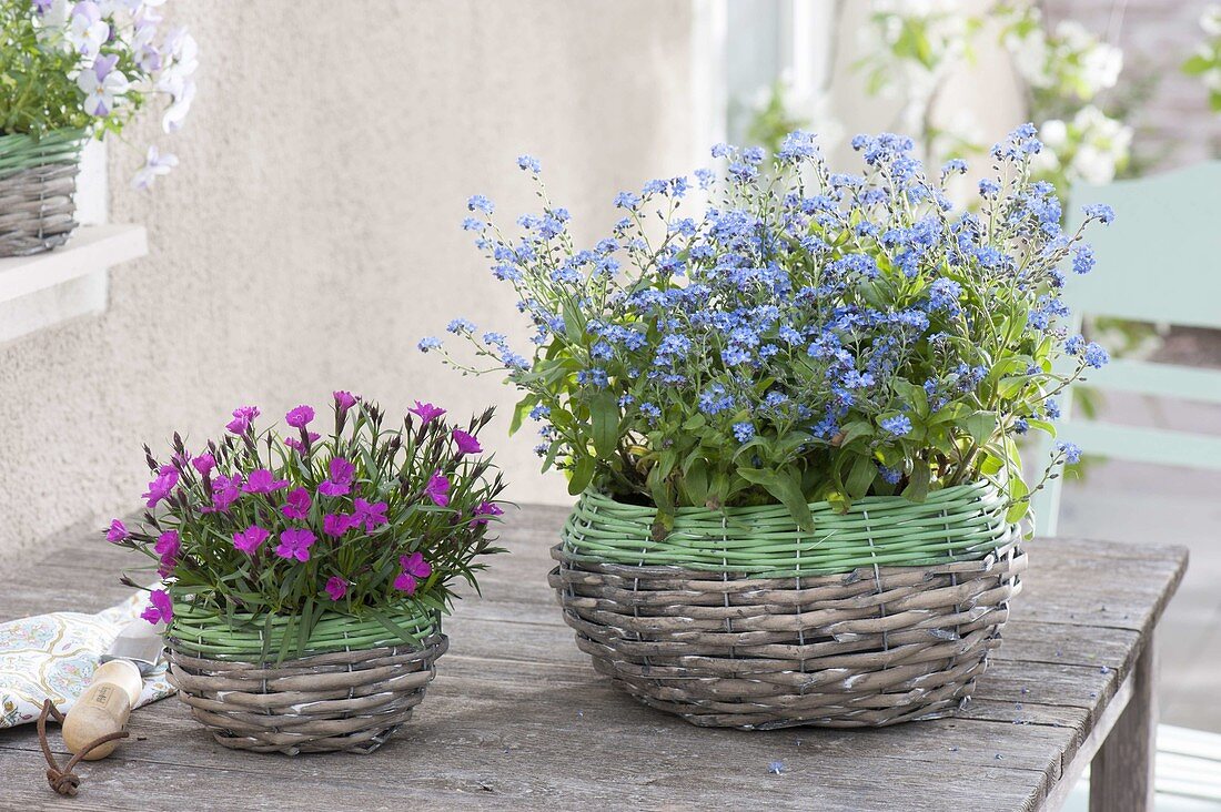 Körbe mit Myosotis 'Myomark' (Vergissmeinnicht) und Dianthus