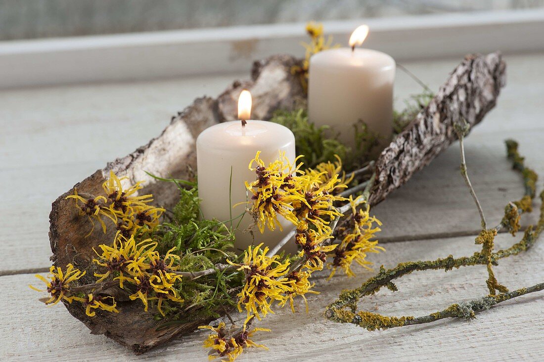 Candles with moss in bark, small branch with fragrant witch hazel
