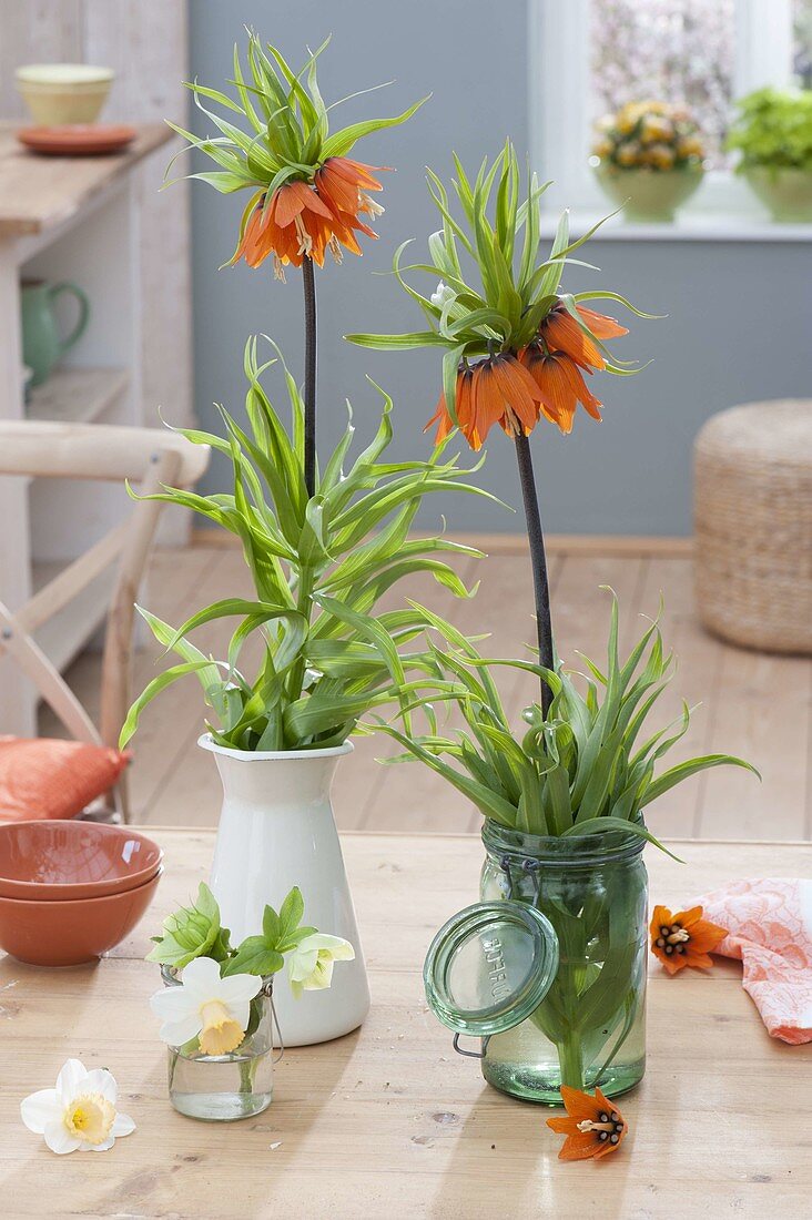Fritillaria imperialis (imperial crown) as bouquets