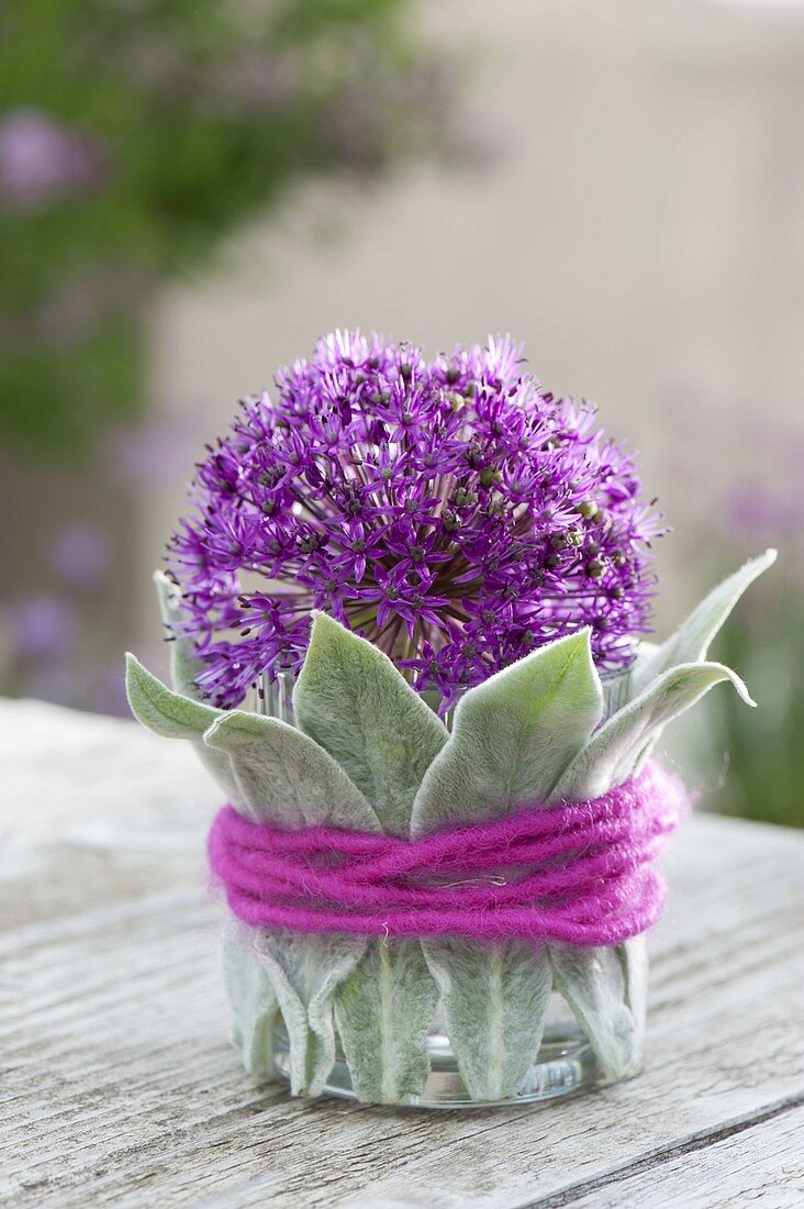 Einzelne Blüte von Allium 'Purple Sensation' (Zierlauch)
