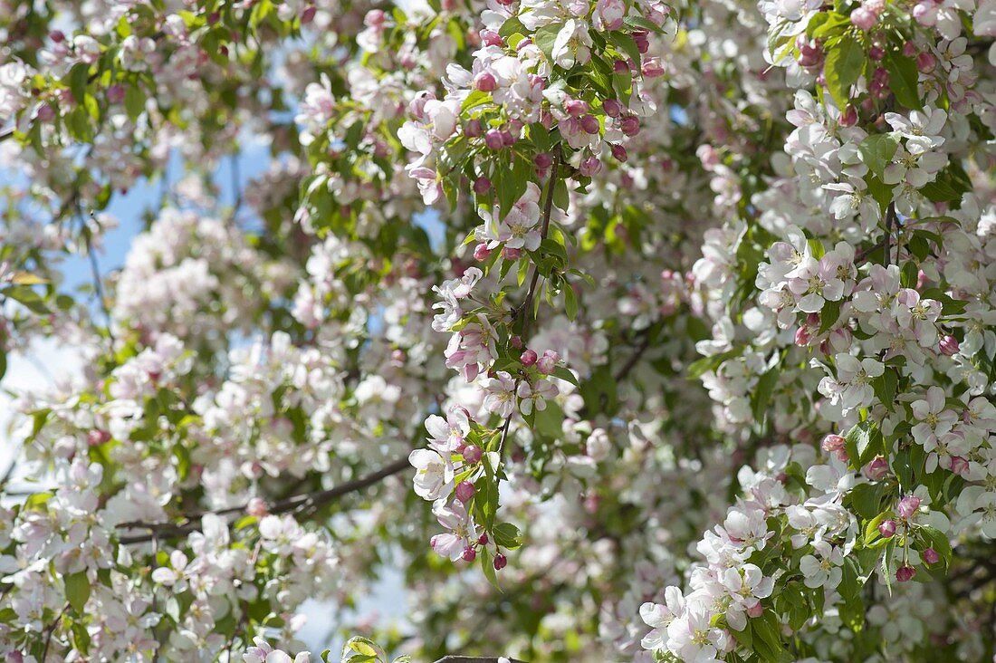 Apple blossoms in May malus 'Evereste'