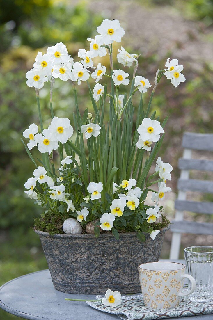 Narcissus 'Avalanche' (Narzissen) und Viola cornuta Beacon 'Yellow'