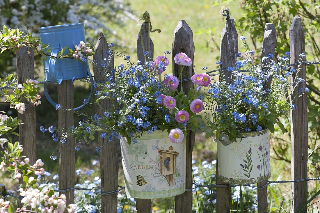 Myosotis 'Myomark' (forget-me-not) and Bellis (daisies)