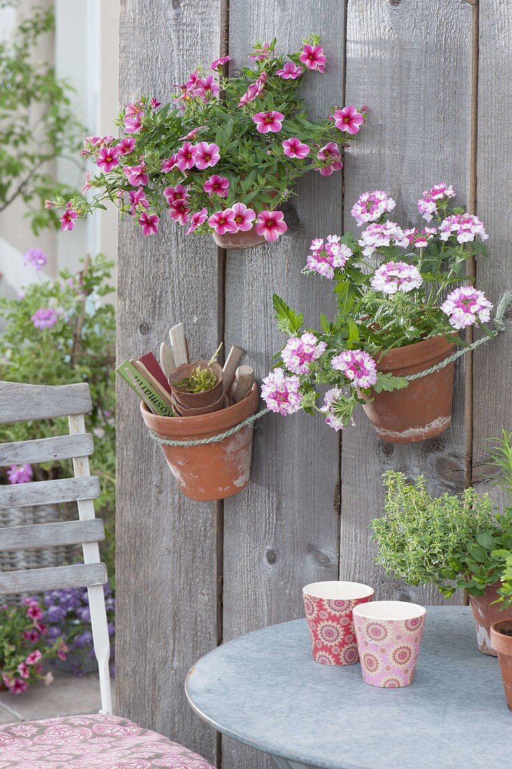 Clay pots hanging on board wall, Verbena Wicked 'Hot pink'