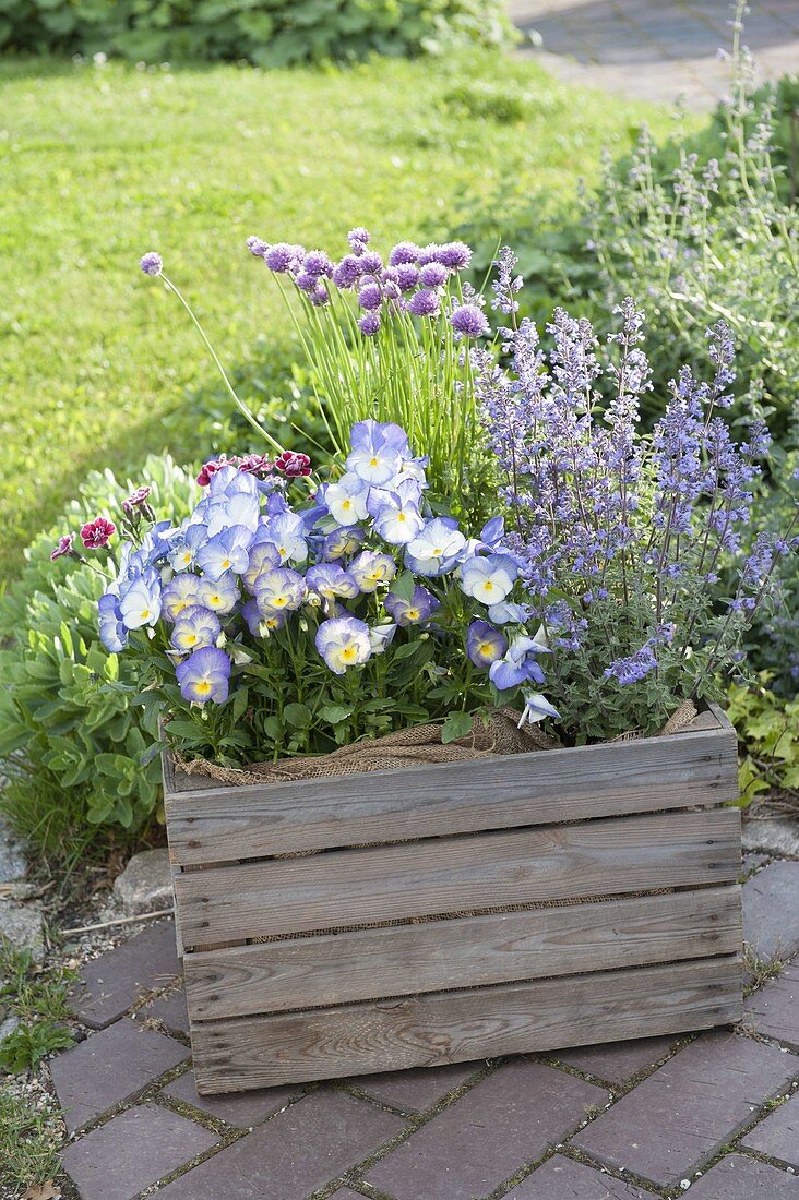 Old wine box planted with Nepeta 'Cat's Meow', viola