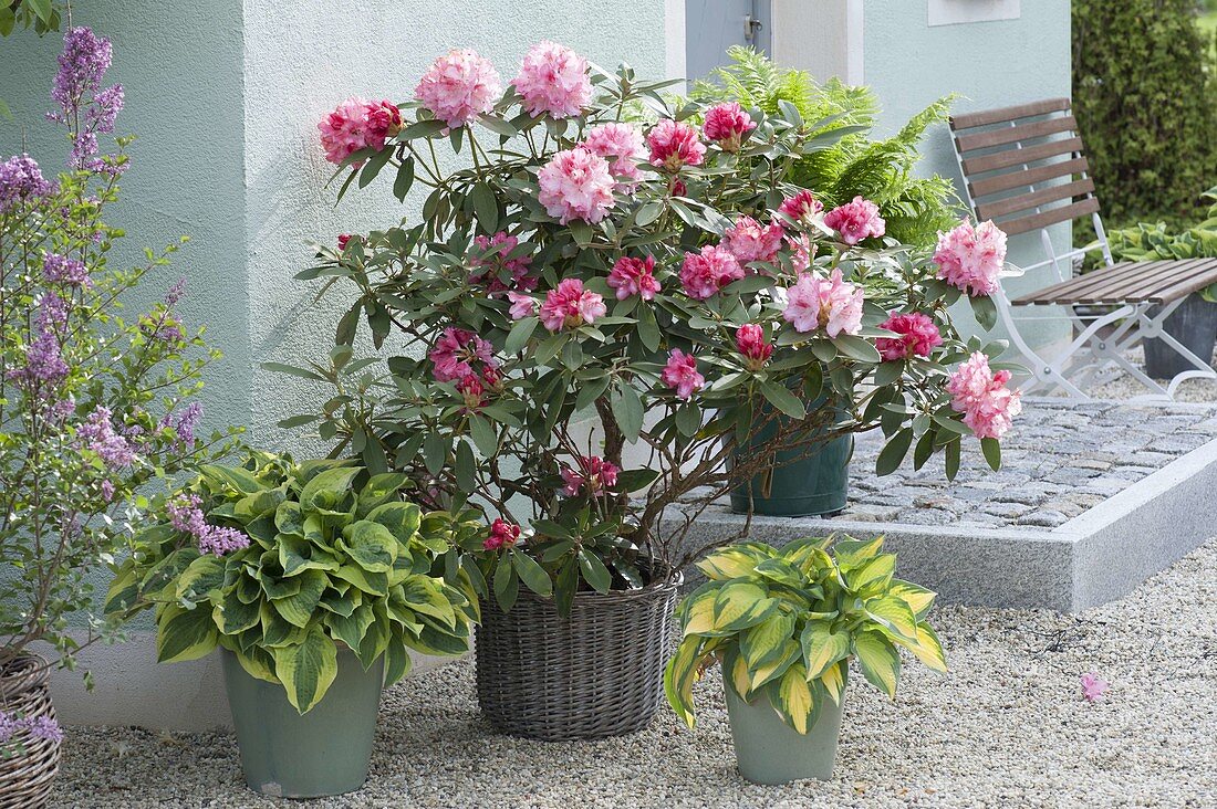 Hauseingang mit Rhododendron und Funkien