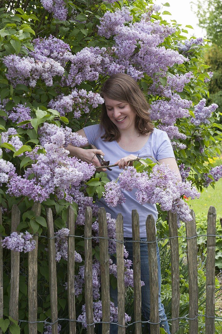 Frau schneidet Flieder im Frühlingsgarten