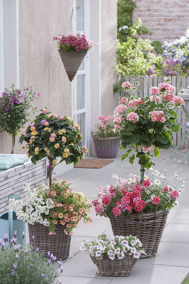 Pelargonium zonale 'Classic Helena' (Stehende Geranie) und Lantana