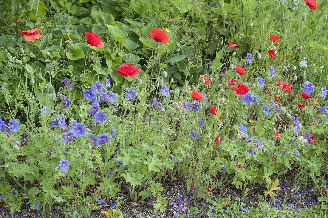 Blau-rotes Beet mit Geranium pratense 'Johnson's Blue' (Storchschnabel)