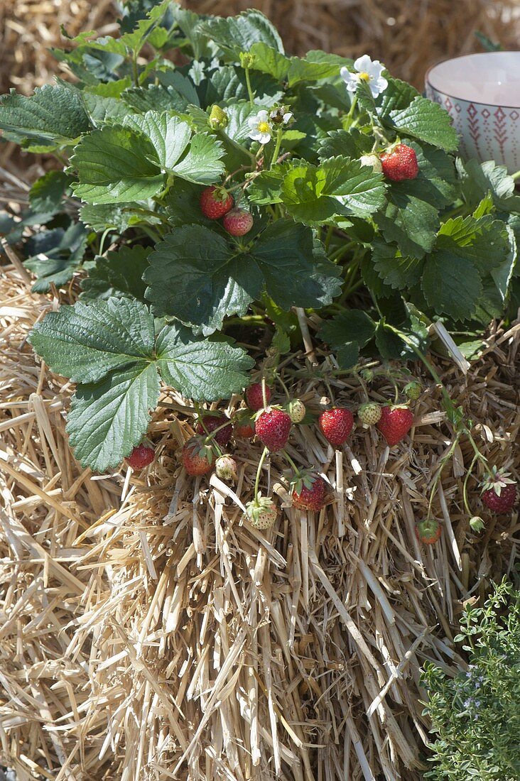 Grow strawberries on straw bales