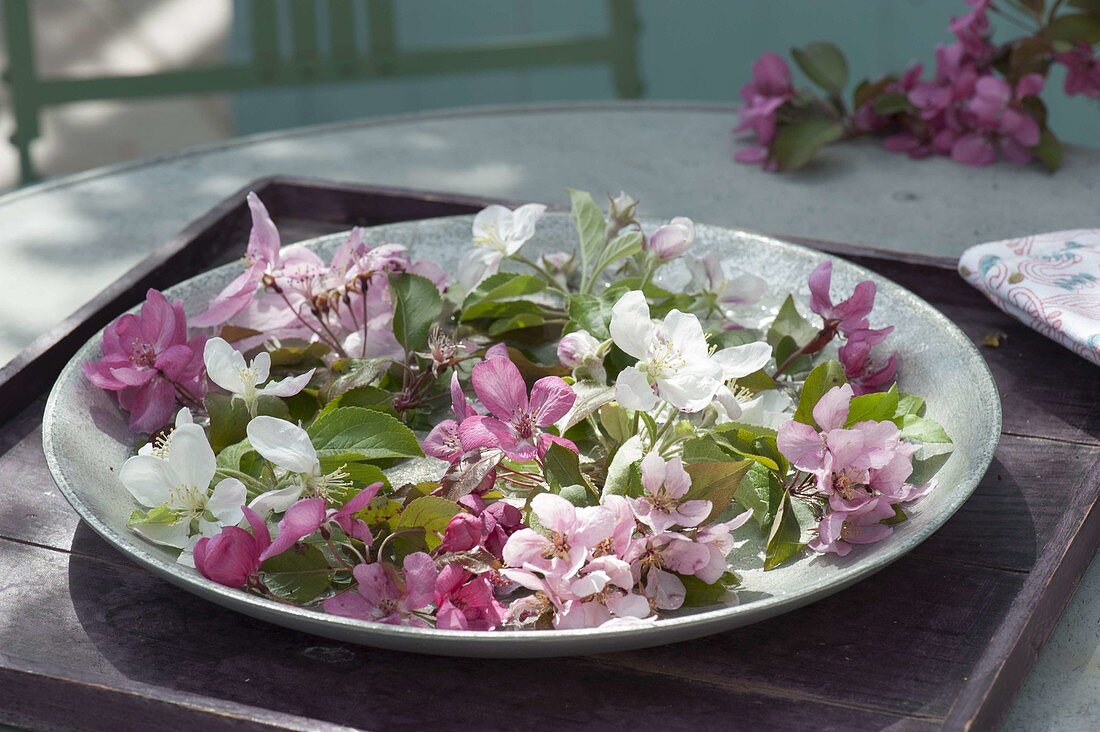 Silberne Schale mit Blüten von verschiedenen Malus