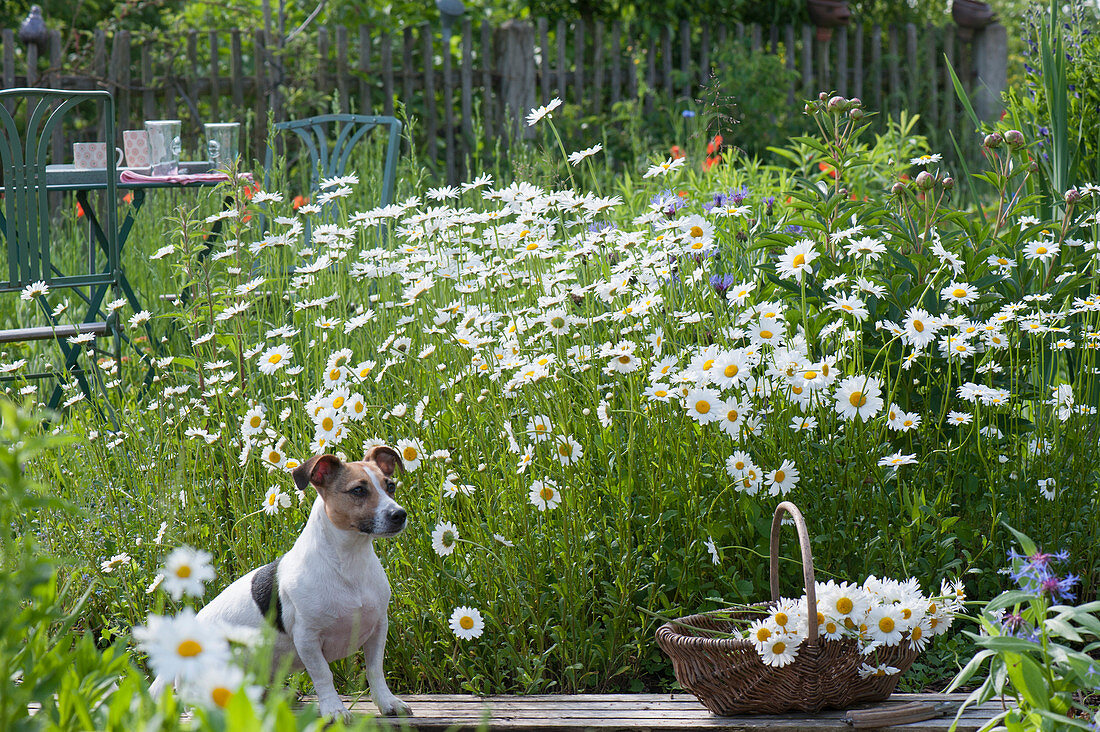 Flowering marguerite meadow with small seat