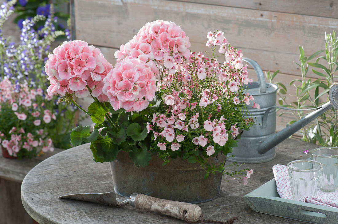 Pelargonium zonale Summer Idols 'Light Salmon' (Stehende Geranie)