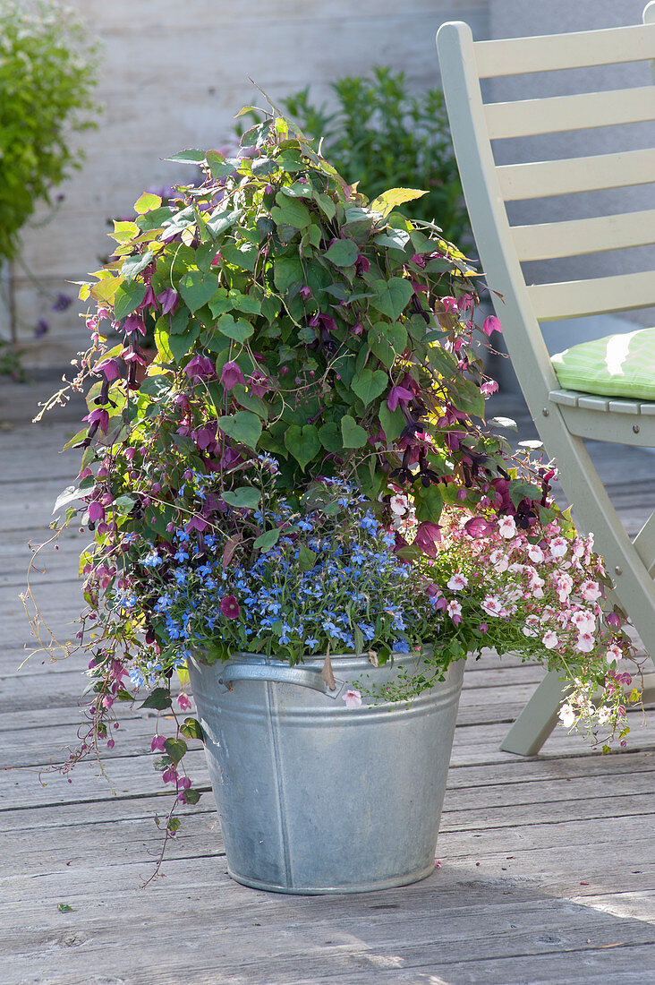 Rhodochiton atrosanguineus (Rankendes Rosenkleid) mit Lobelia