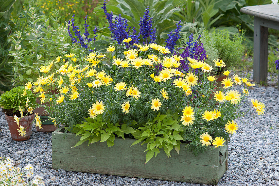 Green wooden box with Argyranthemum frutescens 'Butterfly'