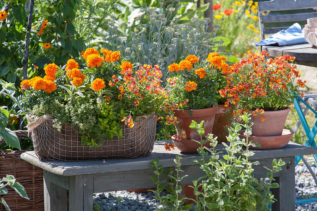 Tagetes patula, Nemesia Sunsatia Plus 'Orange Blood'