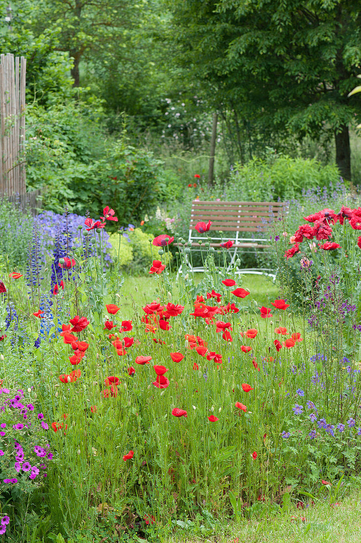 Fruehsommergarten mit Mohn