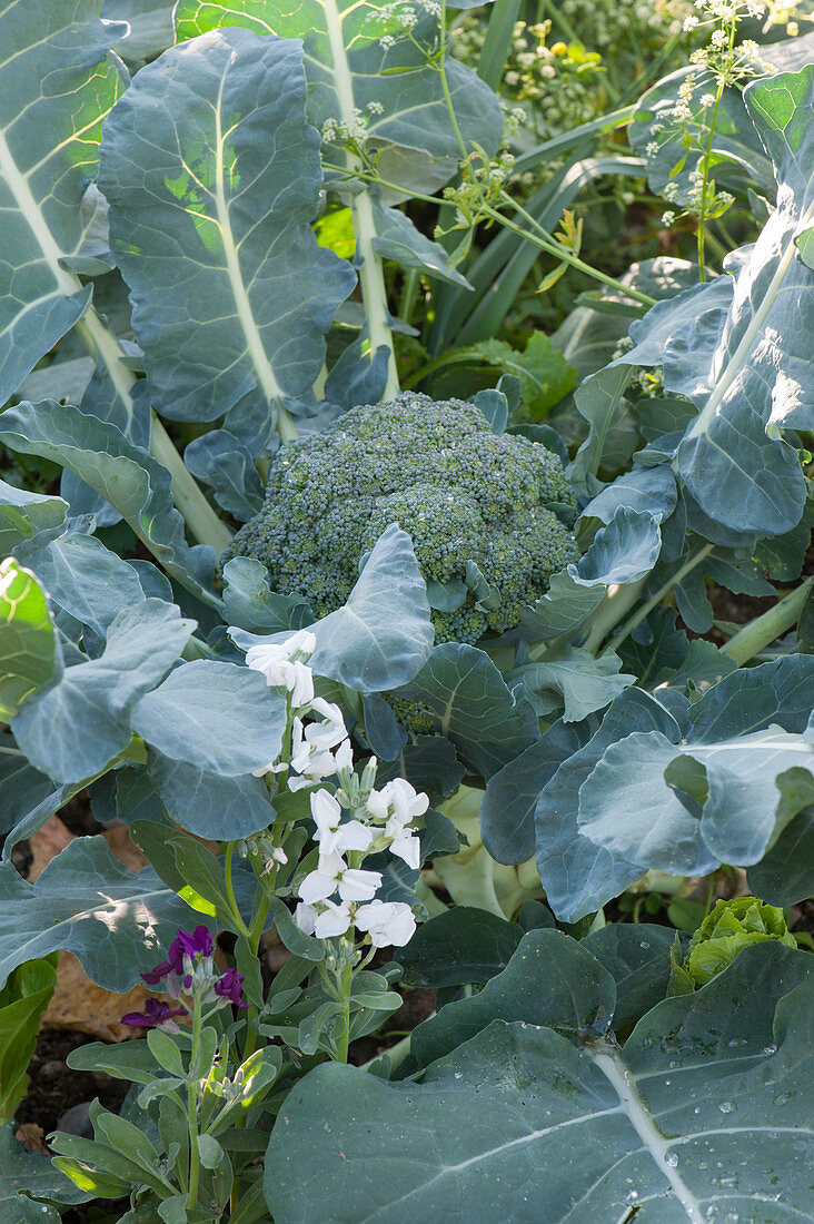 Brokkoli (Brassica oleracea var. italica) im Gemüsebeet