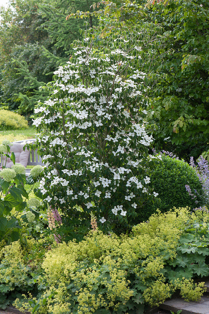 Cornus kousa var. chinensis 'Schmetterling' (Blumenhartriegel)