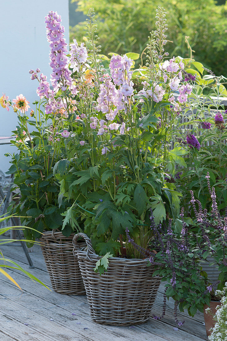 Delphinium ‘Magic Fountains Lilac Pink / White Bee’ (Rittersporn)