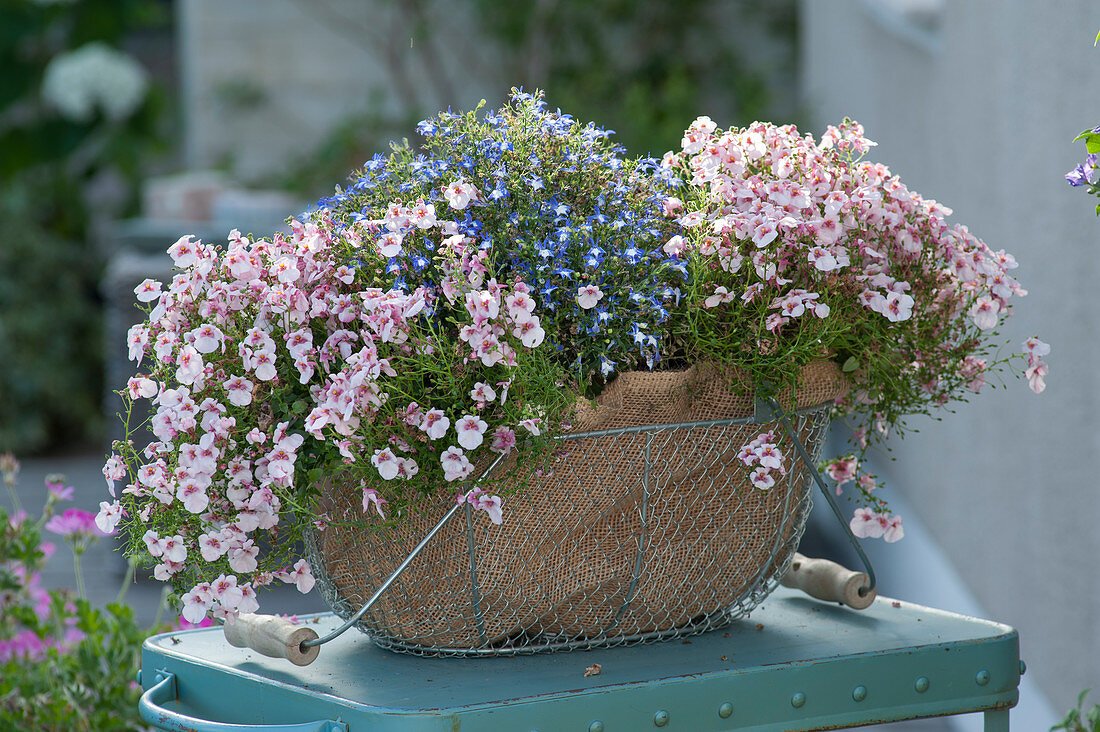 Diascia Breezee Plus 'Appleblossom' (Elfensporn) und Lobelia