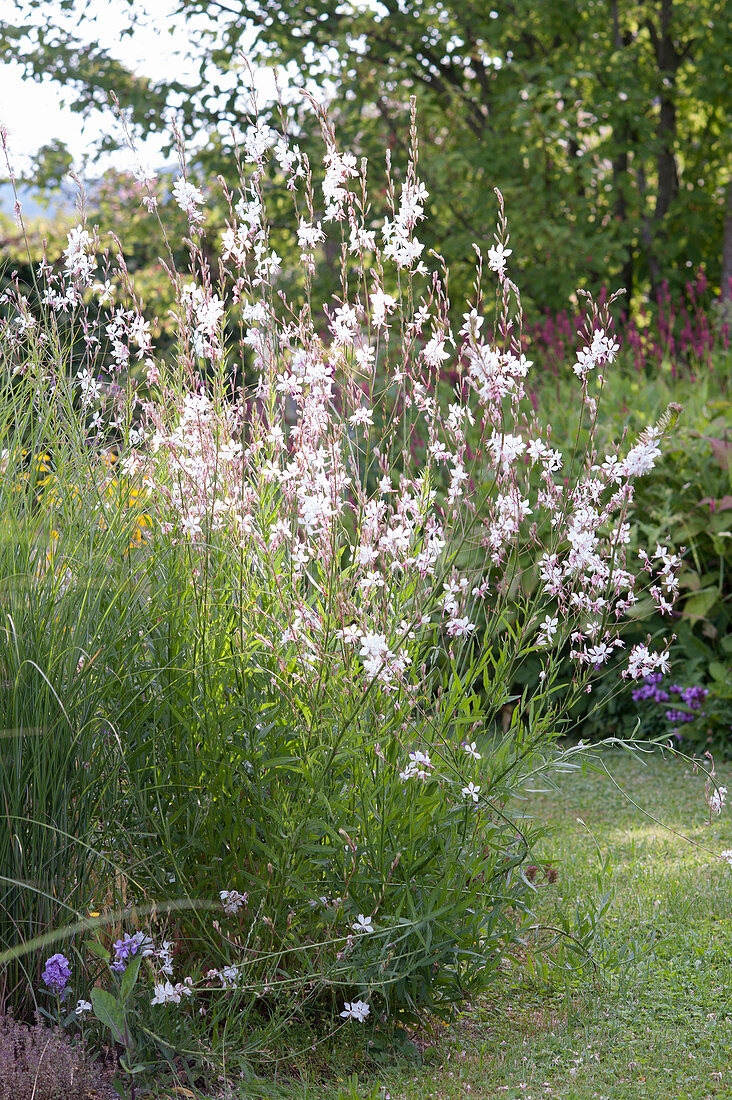 Gaura lindheimeri 'Whirling Butterflies' Giant Candle