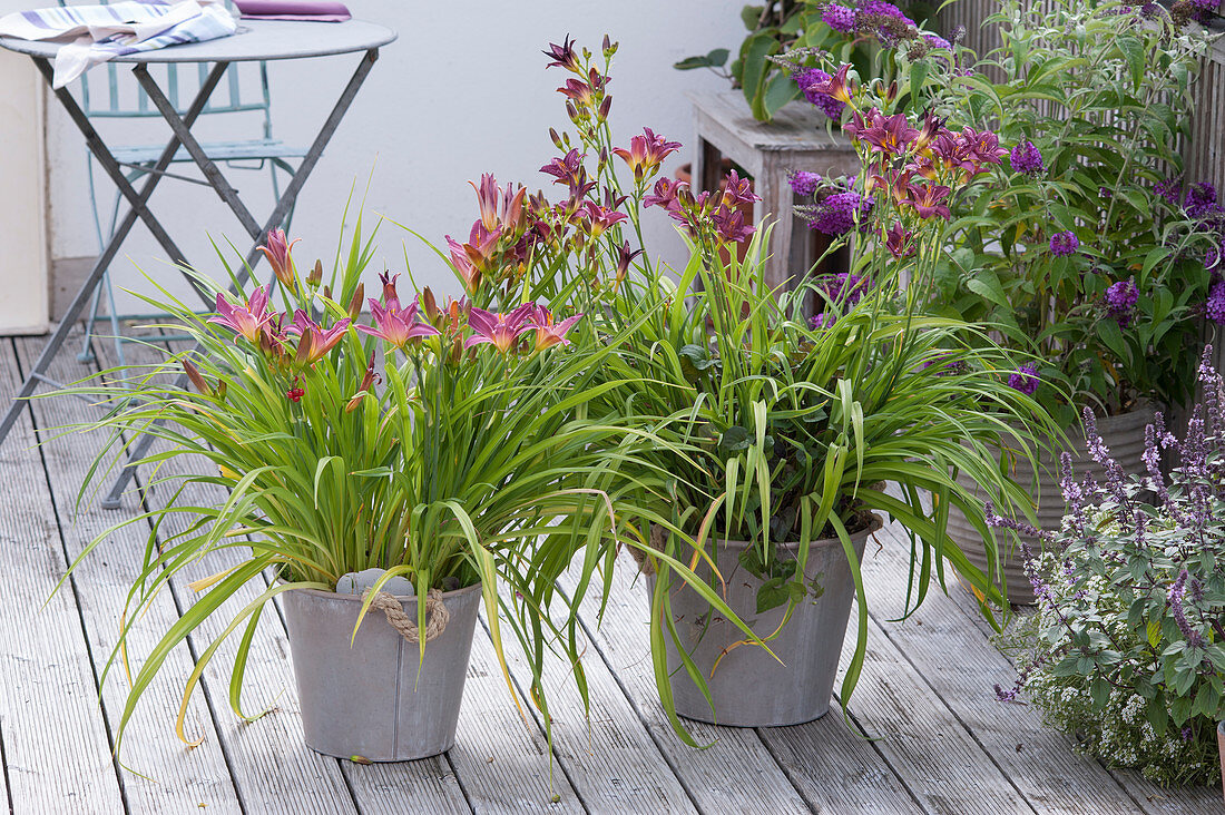 Hemerocallis cultorum 'Little Fellow' rechts, 'Summer Wine' links