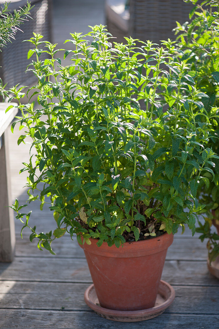 Peppermint (Mentha piperita) in clay pot on terrace