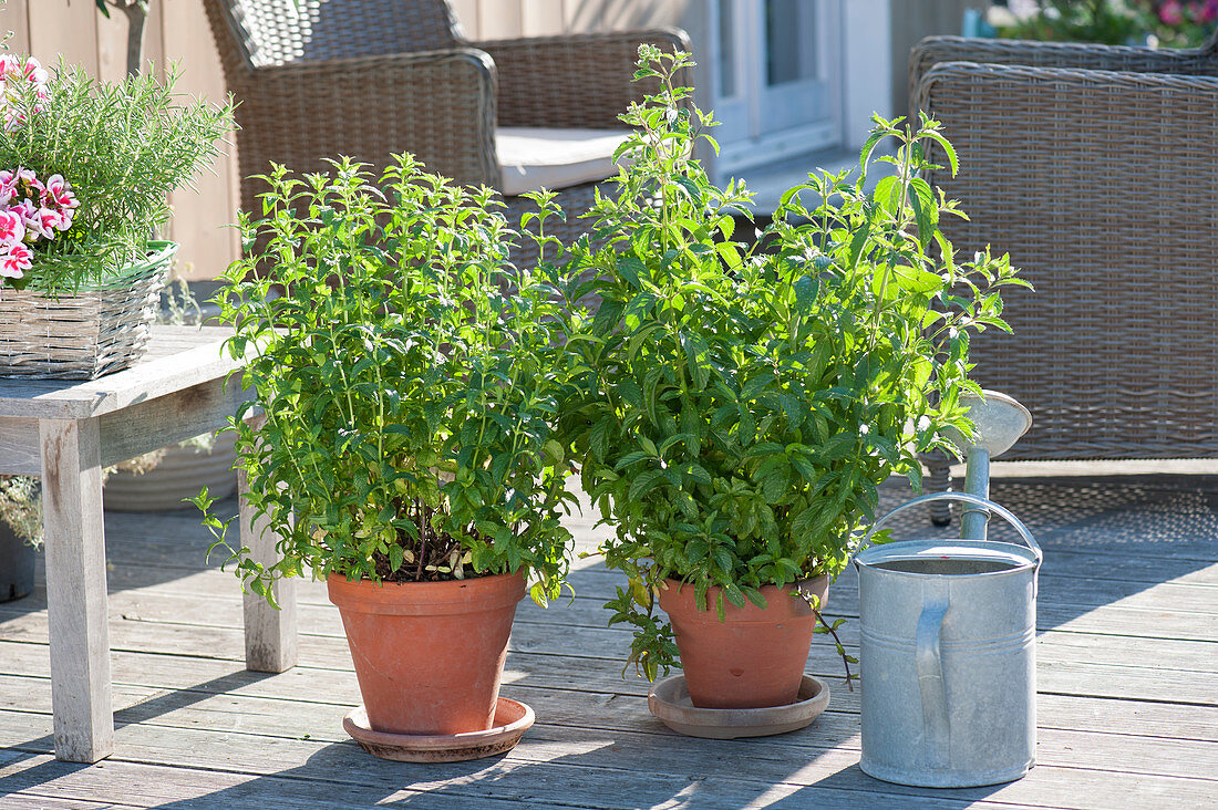 Pfefferminze (Mentha piperita) in Tontoepfen auf Terrasse