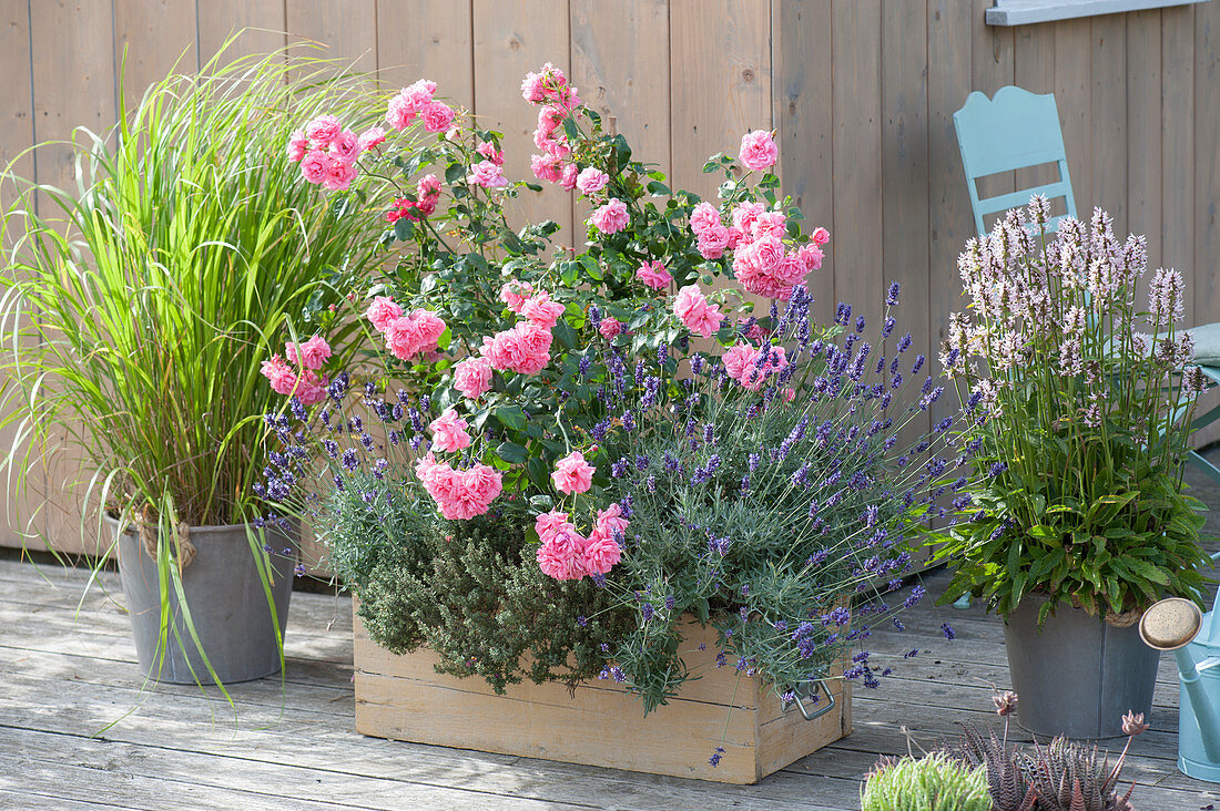 Rosa 'Pink Meilove' (Bodendeckerrose), Lavendel (Lavandula)