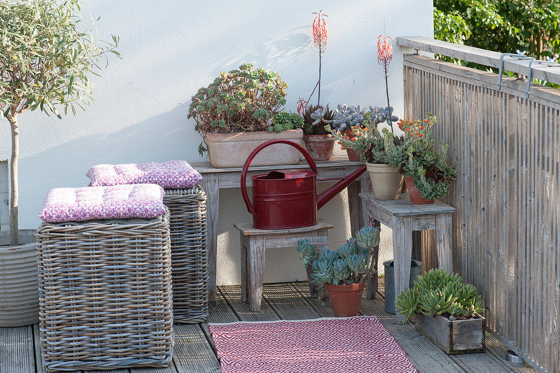 Sukkulenten in der Sommerfrische auf dem Balkon