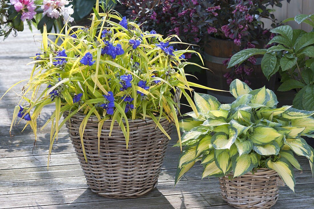 Tradescantia x andersoniana 'Sweet Kate' - Gold-Dreimasterblume