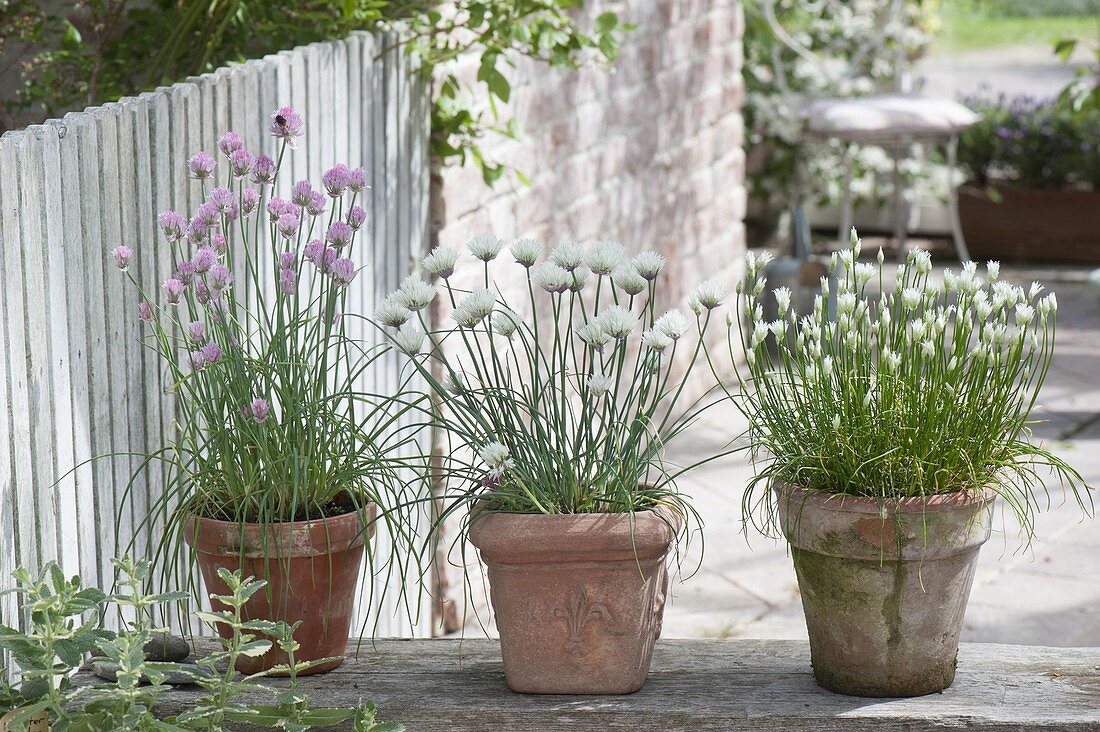 Flowering chives in pink, 'Corsican White' middle, 'Elbe' right