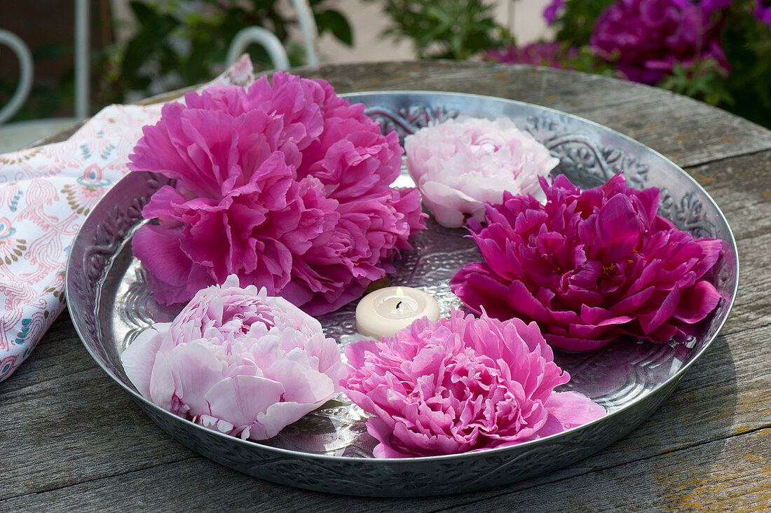 Paeonia (peony) blossoms with floating candle in the water