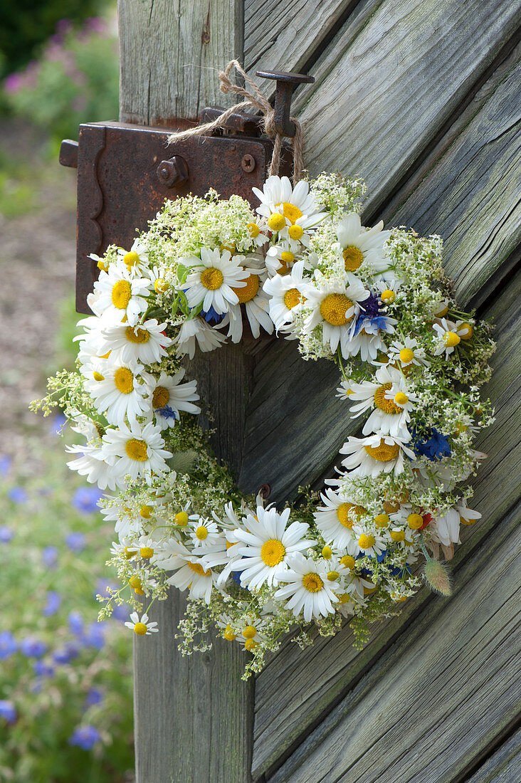 Summer wreath of Leucanthemum (Marguerite), Matricaria chamomilla