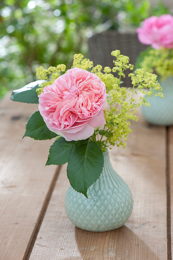 Kleine Vase mit Blüte von Rosa 'Abraham Darby' (Englische Strauchrose