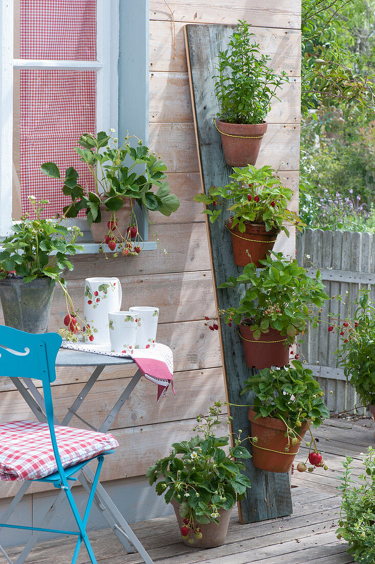 Gardening vertically saves space