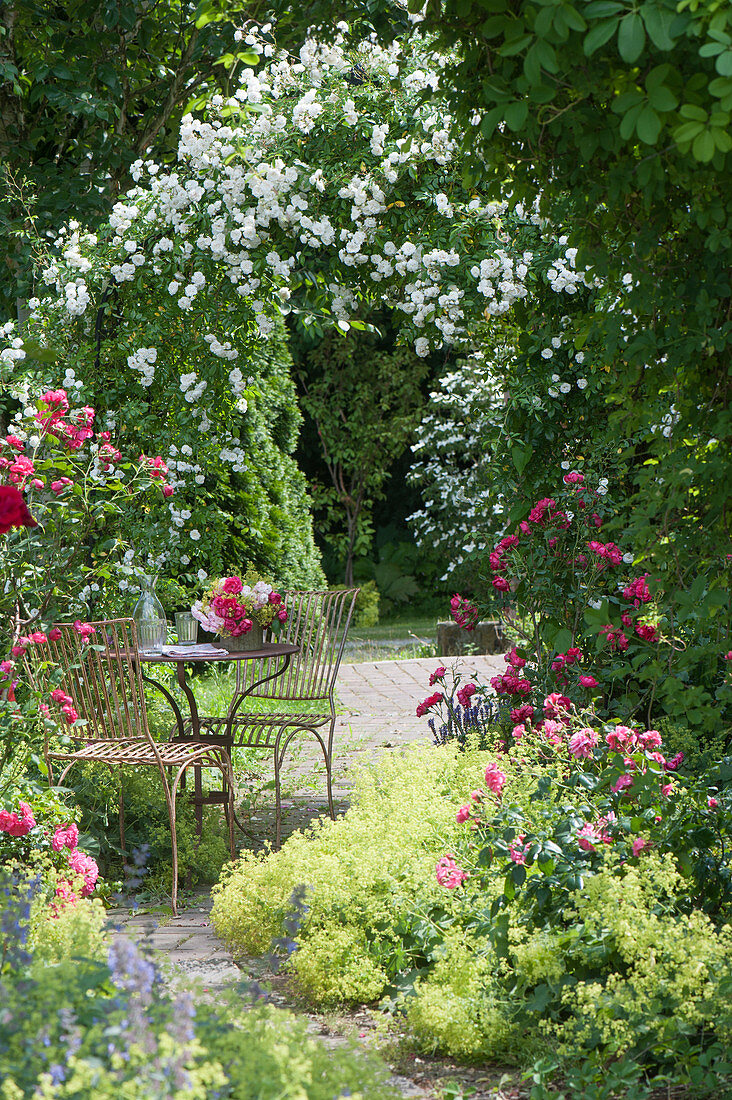 Rosa 'Unschuld' (Kletterrose) am Rosenbogen