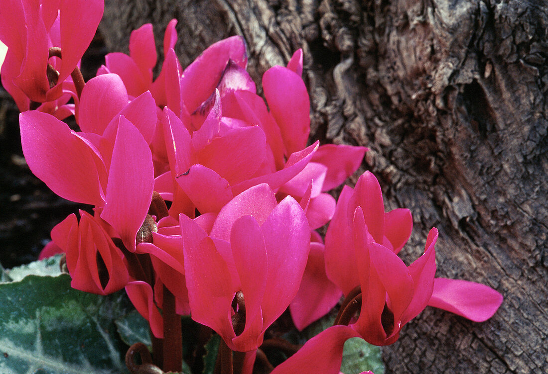 Cyclamen hybrids (cyclamen)