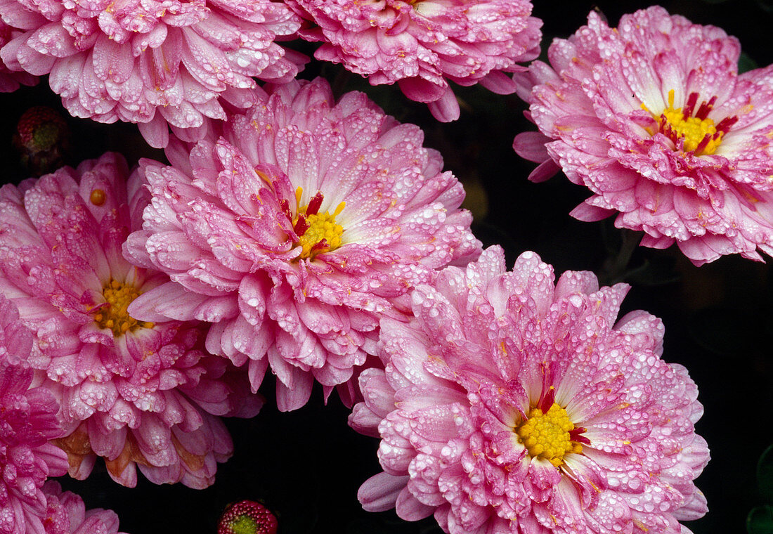 Chrysanthemum indicum'Anastasia' syn. 'Anja's Bouquet' / Herbstchrysanthemen