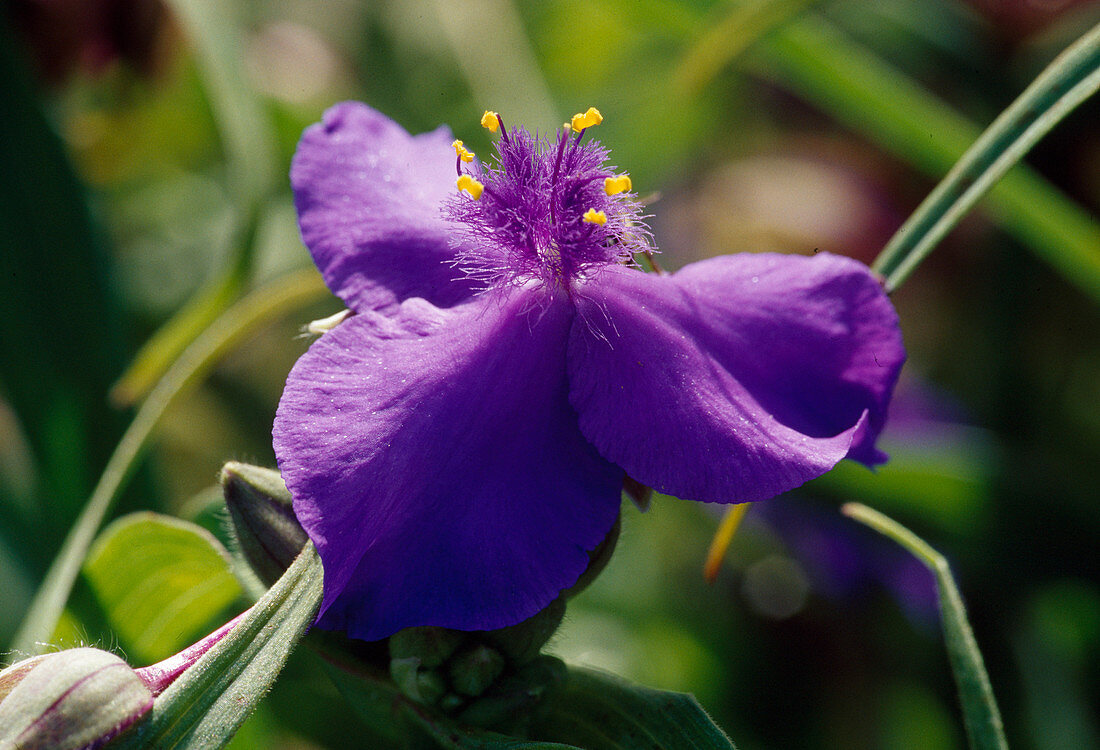 Tradescantia x andersoniana 'Zwanenburg Blue' Bl 01